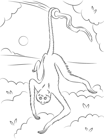 Spider Monkey Hanging On Tree Coloring Page